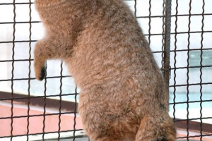 Китайський кіт. Скільки більше сюрпризів тримайте ці мурки? Китайський кіт. Скільки більше сюрпризів тримайте ці мурки?